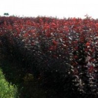 吉林红叶李育苗基地 出售密枝红叶李10万棵