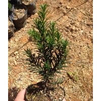 美国 曼地亚红豆杉