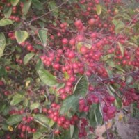 北美海棠，西府海棠，垂丝海棠，苹果苗