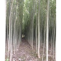 新疆杨价格/新疆杨行情/新疆杨基地/甘肃新疆杨