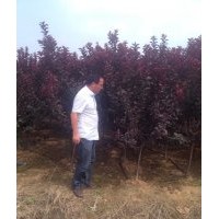 出售红叶李/紫叶李/太阳李 多规格 多品种优质乔灌木