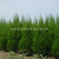 最新蜀桧价格信息