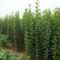 江苏高杆女贞价格是多少