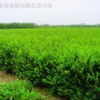 红叶女贞、水腊、蔷薇、迎春、连翘、侧柏