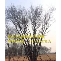 茶条槭-陕西龙诚园林