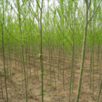 今年5公分8公分垂柳价格 江苏垂柳产地