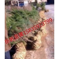 供应1.2米油松，1.5米油松，1.7米油松，2米油松