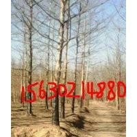 垂柳国槐火炬白蜡