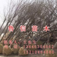 供应工程苗木 绿化苗木