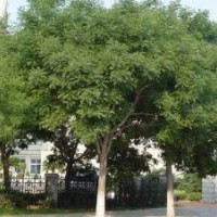 现有20-30公分骨架栾树大量供应，价格实惠，多购优惠多多