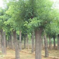 提供26公分移植栾树，28公分栾树，30公分野生栾树