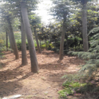 供应湖南30公分骨架栾树，湖南精品栾树，多购多优惠