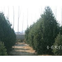 出售白皮松,玉兰,瓜子黄杨,木瓜,龙柏