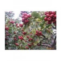 供应油松，山楂，双季槐大量