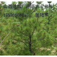 4米油松大量低价优惠供应