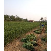 供应烟台招远冬青苗冬青球扦插小苗（大叶黄杨）
