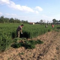 供应烟台招远冬青苗冬青球扦插小苗（大叶黄杨）