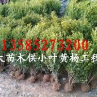 基地供应、大叶黄杨、小叶黄杨、金边黄杨、北海道黄杨
