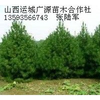 2米白皮松大量低价优惠供应