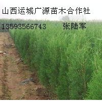 2米侧柏大量低价优惠供应