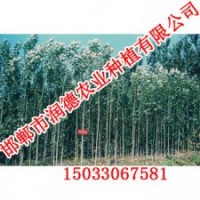 优质杨树直销-《邯郸润德农业》