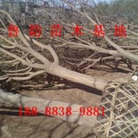 哪里的国槐树好量大吗(图)山东国槐价格