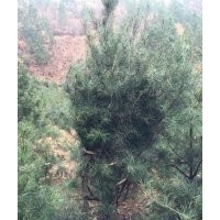 大量供应各种绿化苗木