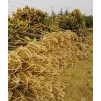 江苏15公分广玉兰价格 1米高广玉兰价格