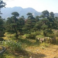 供应景观松，黑松，五针松，泰山松，松树等
