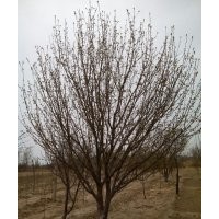 精品八棱海棠树苗木