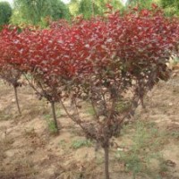 太阳李（3公分-15公分）