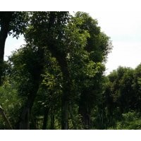 低价出售香樟