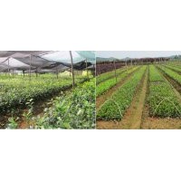 一年生茶花小苗供应