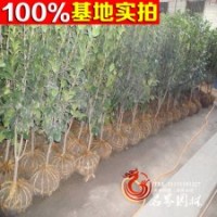 苗圃低价供应1-4年茶花树苗