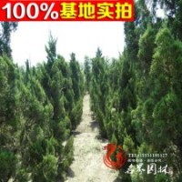 基地批发高杆龙柏 直升龙柏