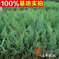 沙地柏 沙地柏小苗 沙地柏价格