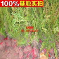 直销地柏苗 成活率高 地柏小苗