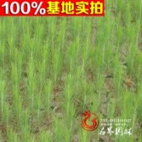供应优质湿地松绿化苗木 造林苗木