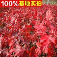 出售各种规格红枫树 美国红枫