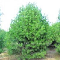 精品3.5米蓝田白皮松