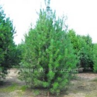 白皮松，华山松，白皮松价格，