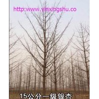 供应山东银杏树苗木