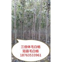 供应三倍体毛白杨（96） 窄冠杨（毛芯）