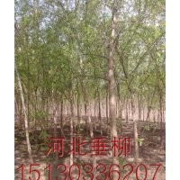 凯达--柳树基地长期供应各种乔灌木