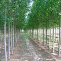 国槐、白腊、刺槐、黄金槐、速生柳、垂柳、椿树、黄金槐