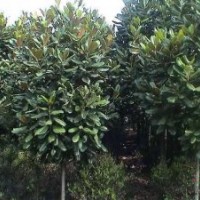 别名 荷花玉兰 广玉兰价格 广玉兰价格更新