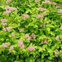 三裂绣线菊、李叶绣线菊、金山绣线菊、红花绣线菊、金焰绣线菊、