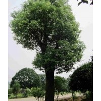 供应湖南24公分多头香樟，多杆香樟，实惠多多