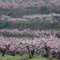 供应山桃，山杏，樱花，海棠，樱桃等