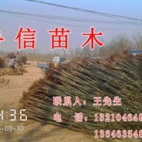 供应国槐 白蜡 法桐 五角枫 榆树紫叶李 毛白杨 速生柳 黄柳 垂柳